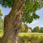De Steeg | Willemsen makelaar Arnhem & Rheden