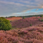 Rheden | Willemsen makelaar Arnhem en Rheden