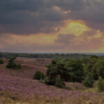 Gemeente Rheden | Willemsen makelaar Arnhem