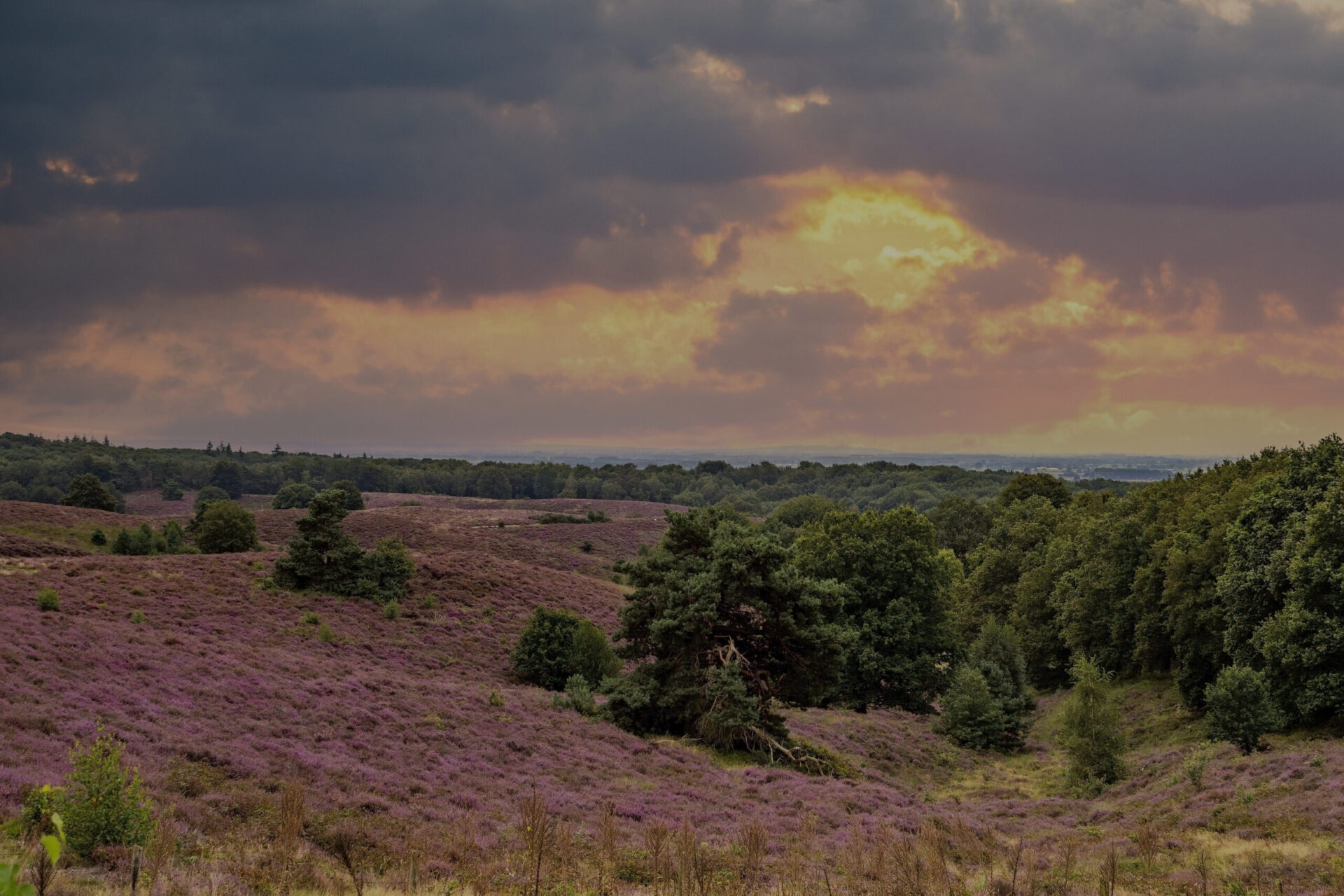 Gemeente Rheden | Willemsen makelaar Arnhem